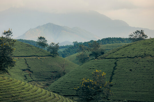 Rolling green hills with tea plantations and misty mountains in the background. Tea Hills of Long Coc, Tan Son District, Phu Tho, Vietnam