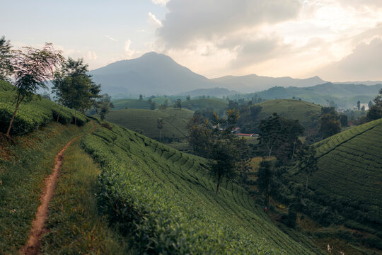 Rolling tea plantations and lush green hills under a cloudy sky at sunset. Tea Hills of Long Coc, Tan Son District, Phu Tho, Vietnam