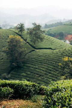 Lush green tea plantations stretch across rolling hills under a hazy sky. Tea Hills of Long Coc, Tan Son District, Phu Tho, Vietnam