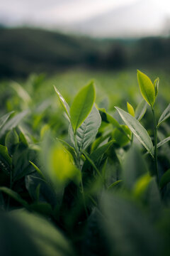 Green leaves in a lush field with soft sunlight creating a serene and natural atmosphere. Tea Hills of Long Coc, Tan Son District, Phu Tho, Vietnam