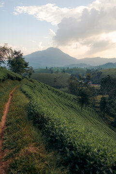 Rolling tea plantation hills with a mountainous backdrop under a cloudy sky. Tea Hills of Long Coc, Tan Son District, Phu Tho, Vietnam