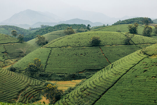 Rolling green tea plantations with lush hills and misty mountains in the background. Tea Hills of Long Coc, Tan Son District, Phu Tho, Vietnam