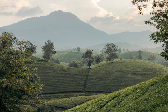 Rolling hills covered in lush greenery with trees under a cloudy sky and distant mountains. Tea Hills of Long Coc, Tan Son District, Phu Tho, Vietnam