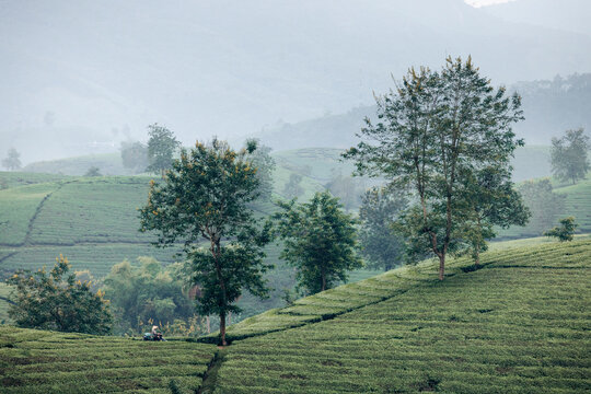 Lush green tea plantations with scattered trees in a misty, mountainous landscape. Tea Hills of Long Coc, Tan Son District, Phu Tho, Vietnam