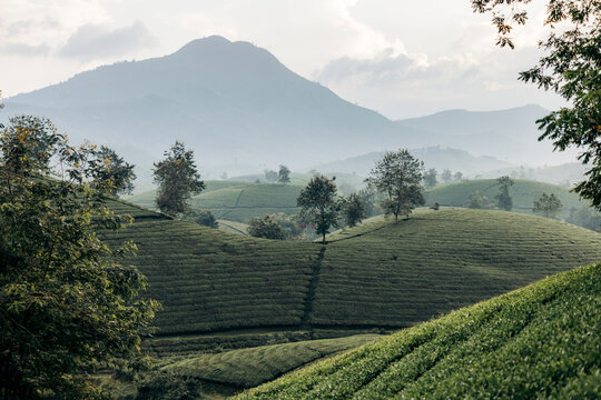 Rolling green hills with trees under a misty mountain and cloudy sky. Tea Hills of Long Coc, Tan Son District, Phu Tho, Vietnam