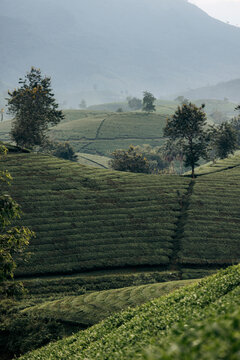 Rolling green tea fields stretch across gentle hills under a misty, mountainous backdrop. Tea Hills of Long Coc, Tan Son District, Phu Tho, Vietnam