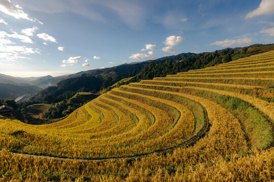 Serene terraced rice fields in autumn light with mountains and blue sky. Mu Cang Chai District, Yen Bai, Vietnam