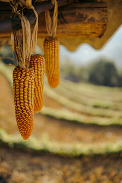 Corn cobs hanging to dry above a scenic terraced field in soft afternoon light. Mu Cang Chai District, Yen Bai, Vietnam