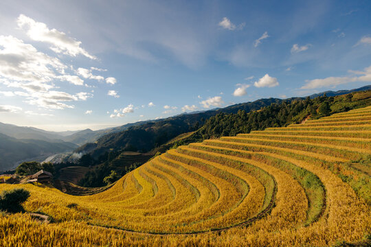 Golden terraced rice fields curve gracefully on a sunny hillside with a vast sky above. Mu Cang Chai District, Yen Bai, Vietnam