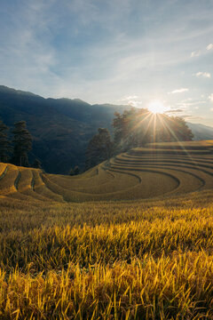 Golden sunset over terraced rice fields with mountains in the background. Mu Cang Chai District, Yen Bai, Vietnam