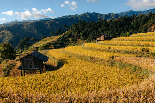 Golden terraced rice fields with wooden huts and mountains under a blue sky. Mu Cang Chai District, Yen Bai, Vietnam