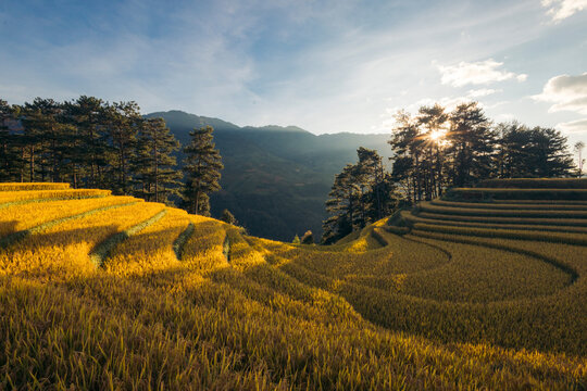 Terraced fields with golden crops under a blue sky and distant mountains at sunset Mu Cang Chai District, Yen Bai, Vietnam