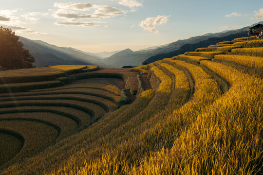 Terraced rice fields at sunset with mountains in the distance and golden sunlight. Mu Cang Chai District, Yen Bai, Vietnam