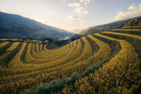 Terraced rice fields with golden crops under a blue sky and mountain backdrop at sunset. Mu Cang Chai District, Yen Bai, Vietnam