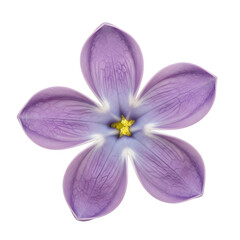 Fototapeta premium Single purple periwinkle flower with five petals and yellow center, isolated on transparent background