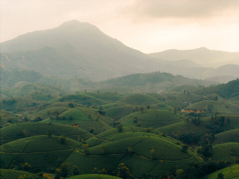 Rolling hills covered with lush tea plantations under a misty, overcast sky with distant mountains. Tea Hills of Long Coc, Tan Son District, Phu Tho, Vietnam