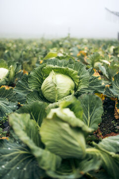 Fresh green cabbage growing in a field on a foggy day with leaves spread wide. Nanshan Village, Taiwan, Yilan County, Datong Township