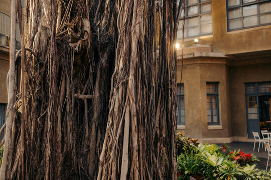 Large tree with intricate roots in a courtyard surrounded by plants and a building in the background. Tainan, Taiwan