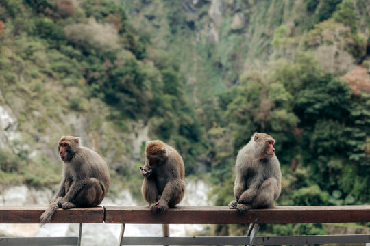 Three monkeys sit on a wooden railing overlooking a lush green mountainous landscape. Xiulin Township, Hualien County, Taiwan
