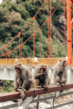 Three monkeys sitting on a railing with a red suspension bridge in the background. Xiulin Township, Hualien County, Taiwan