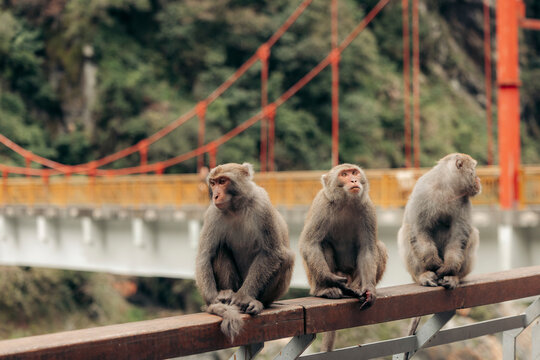 Three monkeys sit on a railing in front of a vibrant orange bridge in a lush forest setting. Xiulin Township, Hualien County, Taiwan