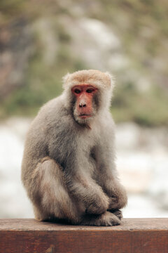 A Japanese macaque sits on a wooden ledge, calmly observing its surroundings. Xiulin Township, Hualien County, Taiwan