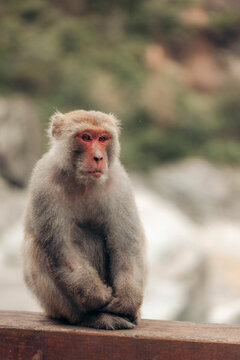 A contemplative monkey sitting on a wooden ledge in a natural setting. Xiulin Township, Hualien County, Taiwan