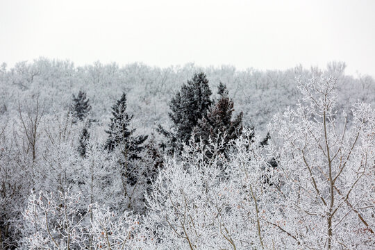 Snow-covered trees with dark evergreens in a winter forest landscape under a gray sky. Calgary, Canada