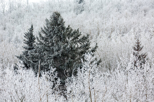 Snow-covered trees in a winter forest create a serene and frosty landscape. Calgary, Canada