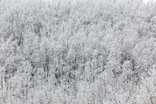 Dense forest covered in a layer of frost, creating a serene and wintry scene.   Calgary, Canada
