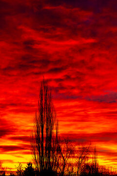 Vibrant sunset sky with silhouetted trees against orange and purple clouds.   Calgary, Canada