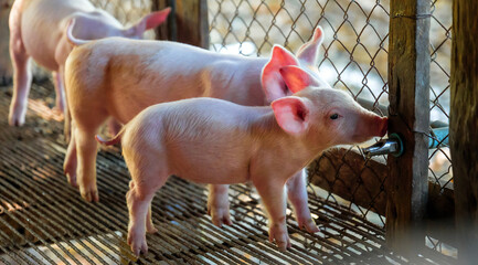 Young pink piglet drinking water from automatic nipple drinker system in pigpen in pigfarm © NARONG