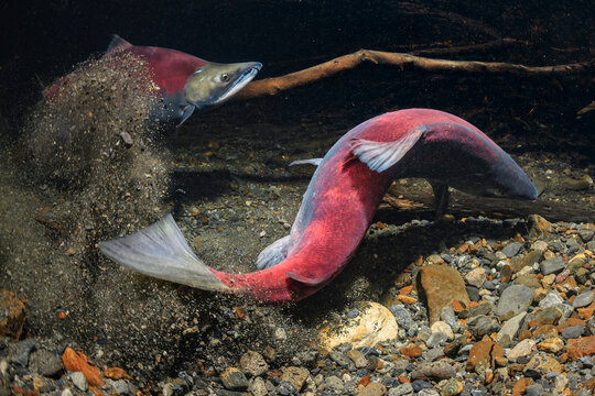 Two male Sockeye Salmon swim energetically, stirring up sediment in a rocky underwater scene. Alaska, USA