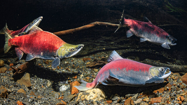 Male Sockeye salmon digging in clear water over a rocky riverbed with a log in the background. Alaska, USA