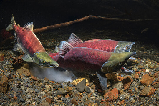 Three vibrant red Male Sockeye salmon spawn, swim upstream over a rocky riverbed in clear water. Alaska, USA
