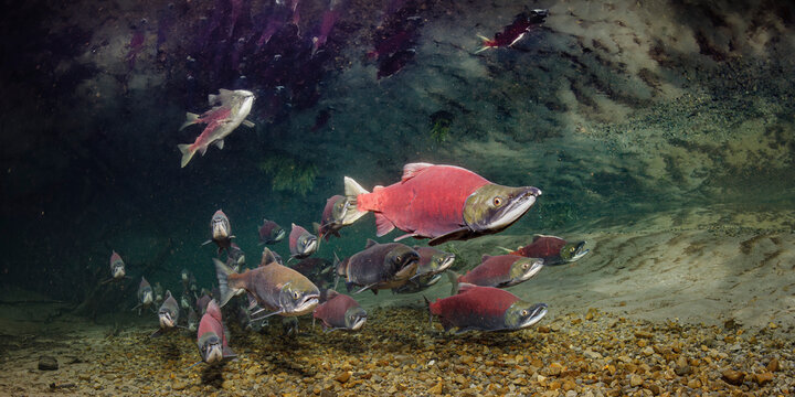 A vibrant school of red Sockeye Salmon (Oncorhynchus nerka) swims beneath a rocky streambed with clear water. Alaska, USA