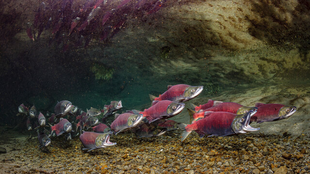 A large school of Sockeye Salmon (Oncorhynchus nerka) swimming upstream in clear river water over a rocky riverbed. Alaska, USA