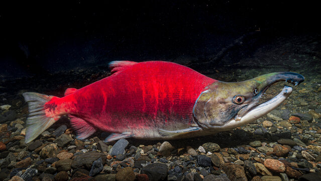 Vibrant partially spawned-out male Sockeye Salmon over pebbles in a dark, clear underwater environment. Alaska, USA