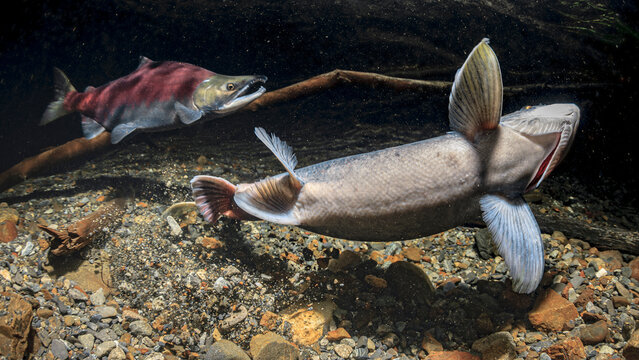 Two salmon swimming in a clear underwater scene with rocks and a submerged branch. Alaska, USA
