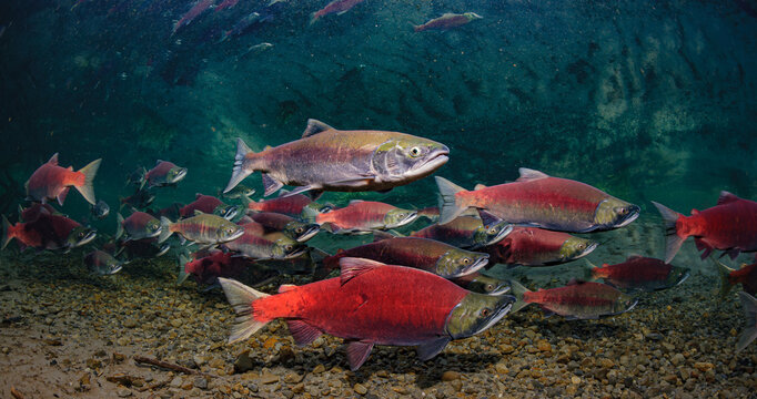 Brightly colored Sockeye Salmon (Oncorhynchus nerka) swimming underwater in a clear river environment Alaska, USA