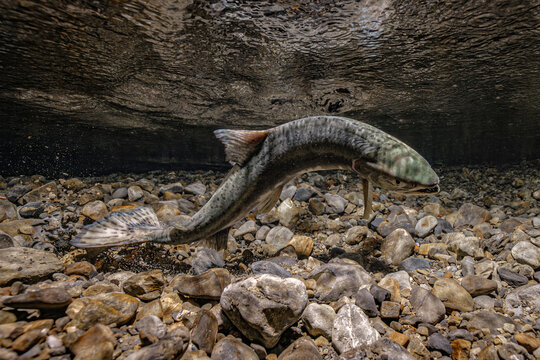 Underwater view of a  Pink Salmon female swimming above rocky riverbed with rippling water surface. Alaska, USA