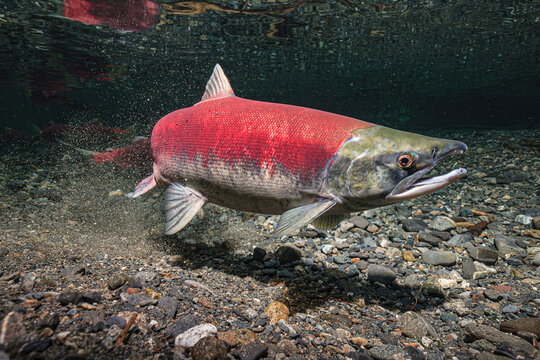 Close-up of a vibrant sockeye salmon swimming in clear freshwater over rocky riverbed. Alaska, USA
