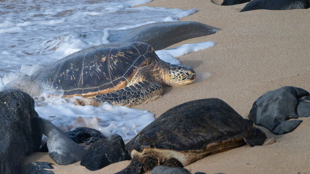 Two sea turtles resting on a sandy beach with ocean waves lapping around them. Paia, Hawaii, USA