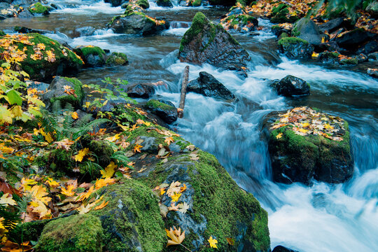 A scenic river flows through mossy rocks with autumn leaves scattered around. Washington State,,USA