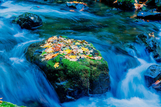 A serene stream flows over rocks, adorned with autumn leaves, creating a tranquil scene. Washington State,,USA