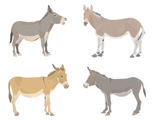 Collection cute farm animals. Cartoon donkey illustration set. Wildlife character vector animal isolated on white background.