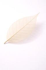A delicate and translucent leaf skeleton with intricate veins on a light background