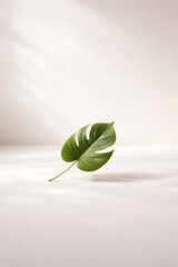 One green monstera leaf on white table background with sun light and shadow for product display