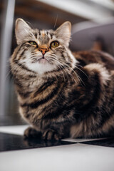 Portrait of a striped cat in a room, conveys curiosity, concentration. A pet.