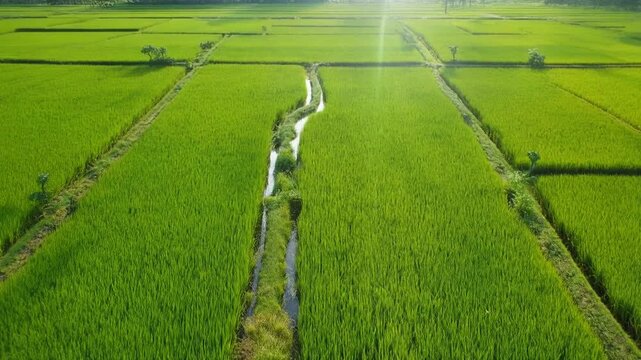Vast green rice paddies with a meandering water channel under a bright sun